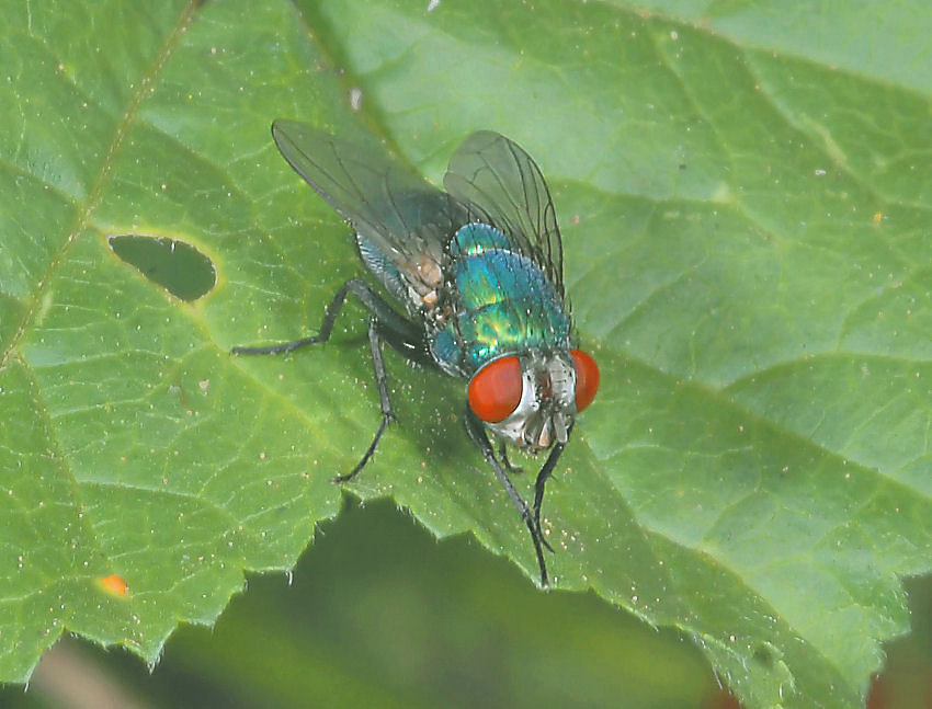 Mosca verde